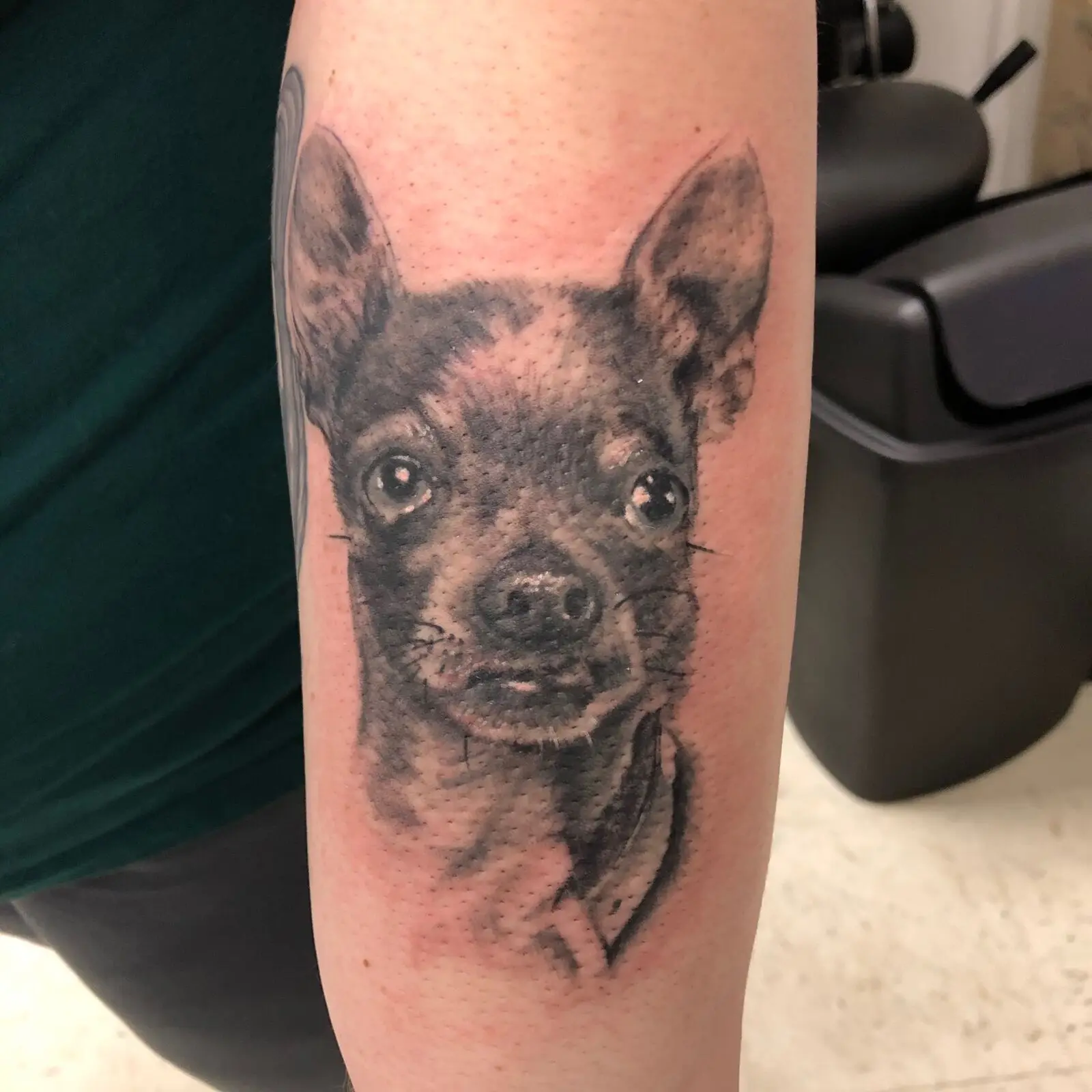 Black and grey realism chihuahua pet portrait tattoo on forearm